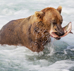 Bear on Alaska