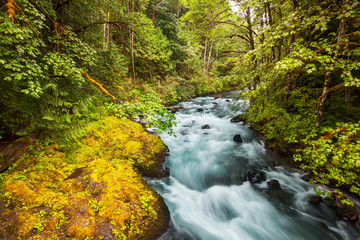 Obraz premium Creek in forest
