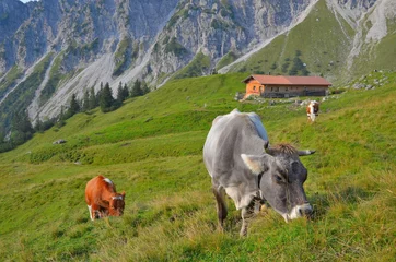 Foto op Plexiglas Koe Kühe auf Hochalpe