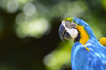 ルリコンゴウインコ