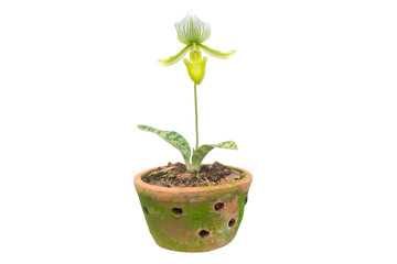 Paphiopedilum Maudiae