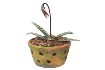 Paphiopedilum collosum