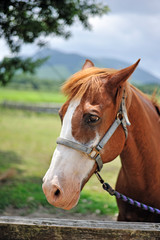 Obraz premium 馬のポートレート