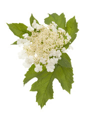 viburnum