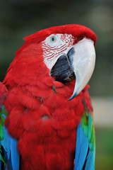 アカコンゴウインコ