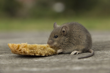 Small mouse with bread