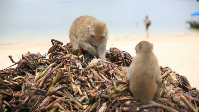 Monkeys