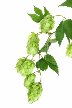 Hopfen, branch with hop