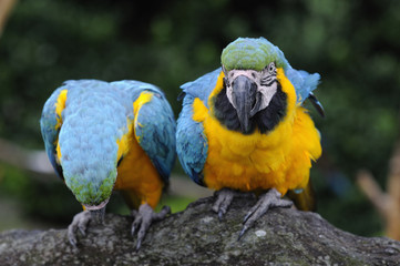 ルリコンゴウインコ