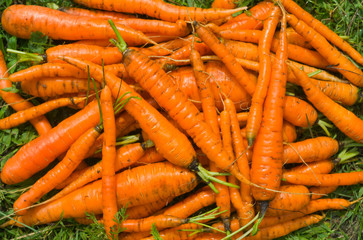 Pile of carrot 6