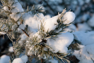 Śnieg na sośnie © her_aro