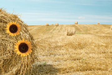 Sunflowers on a bale of straw