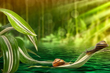 Snail on leaves above the water