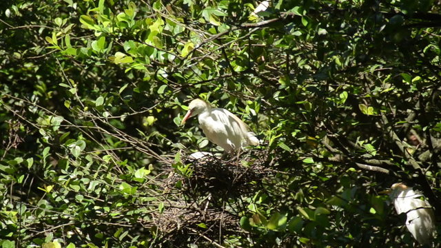 Cattle egret nesting (Bubulcus ibis)