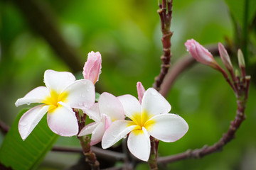 white and yellow frangipani flowers with leaves in background