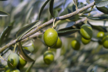 Olive Tree (Olea europaea)