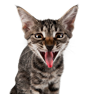gray striped kitten with shock grimace