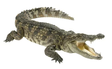 Fotobehang Krokodil geïsoleerd op witte achtergrond © John Kasawa