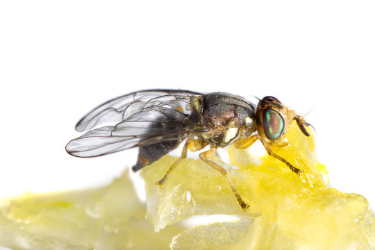 fly feeding from honey
