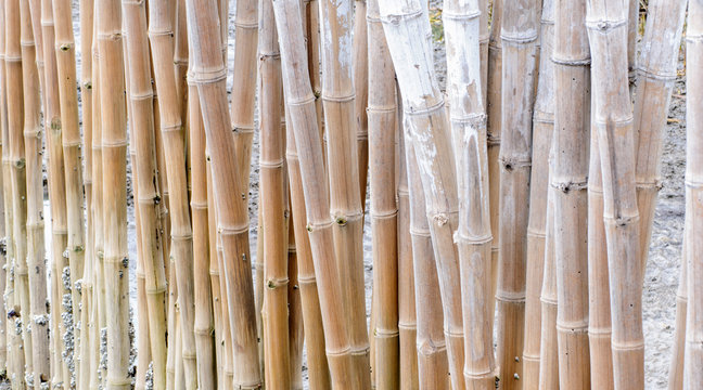 Fence bamboo forest