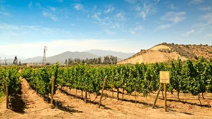 Vineyard of Sauvignon Blanc Grape in Chile near Valparaiso - obrazy, fototapety, plakaty