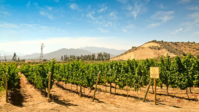 Vineyard of Sauvignon Blanc Grape in Chile near Valparaiso