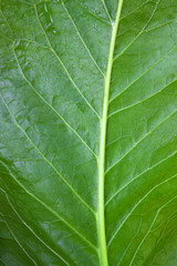 green leaf