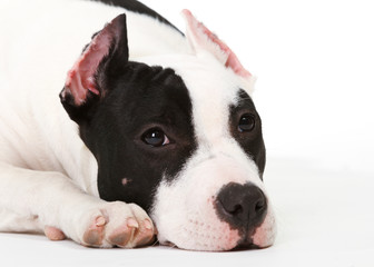 American pitbull terrier puppy