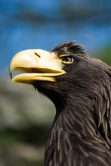 Eagle's head - Profile - Leflt side