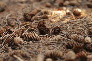 waldboden