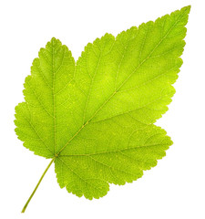 Green leaf on white background