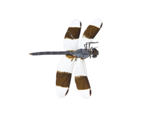 big tropical dragonfly, isolated
