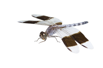 big tropical dragonfly, isolated