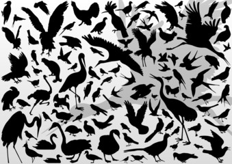 Big and small birds detailed illustration collection