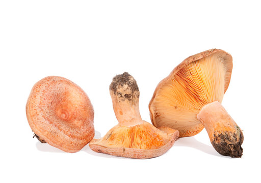 Forest mushroom. Lactarius deliciosus (Saffron milk cap)