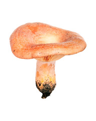 Forest mushroom. Lactarius deliciosus (Saffron milk cap)
