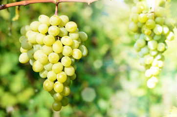 Green grapes on vine