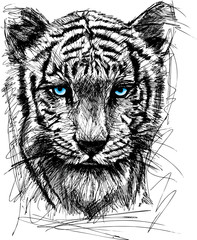 Sketch of white tiger