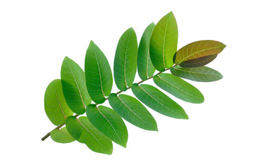 Obraz premium Green leaves isolated on white background (with clipping path)