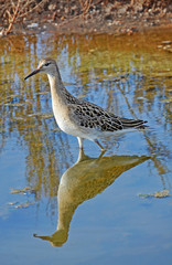 sandpiper in the marsh