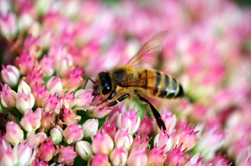 bee on sedum