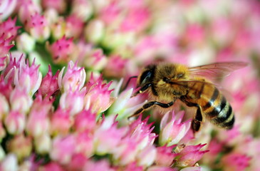 bee on sedum