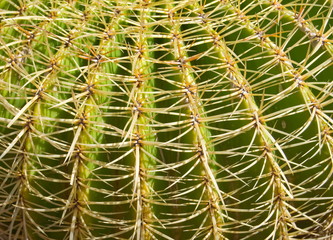 Kaktusstacheln