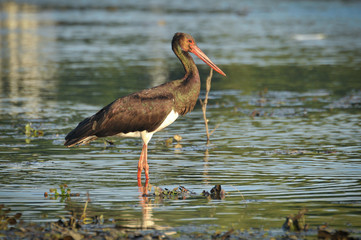 Black Stork catch fish in the old bed of the Tisza