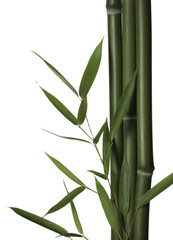 Fototapeta na wymiar Bambus liści i łodyg