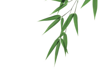 bamboo leaves