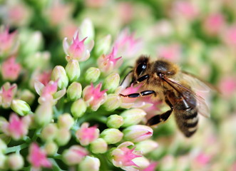 bee on ice plant