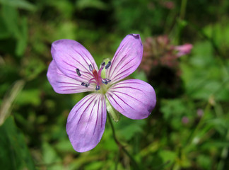Fototapeta premium Lilac Wildflower. Woodland Geranium