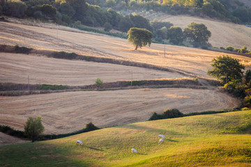 Fototapeta premium Sunrise in tuscan countryside, near Montepulciano, Tuscany, Ital