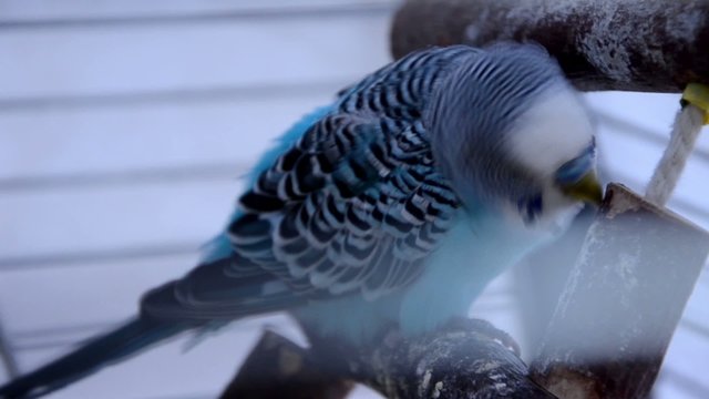 blue parakeet